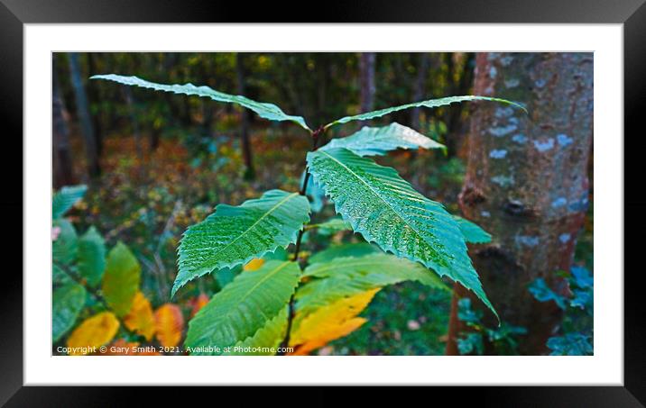 Wet and Dry Framed Mounted Print by GJS Photography Artist