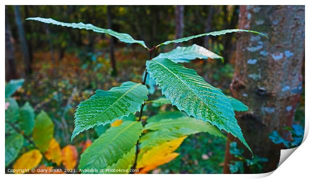 Wet and Dry Print by GJS Photography Artist