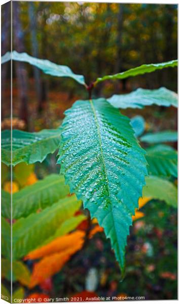 Dew on a Leaf Canvas Print by GJS Photography Artist