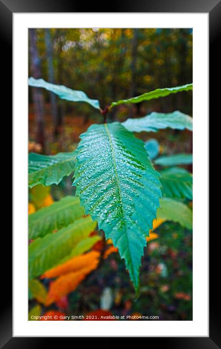 Dew on a Leaf Framed Mounted Print by GJS Photography Artist