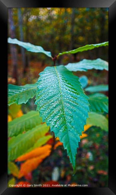 Dew on a Leaf Framed Print by GJS Photography Artist