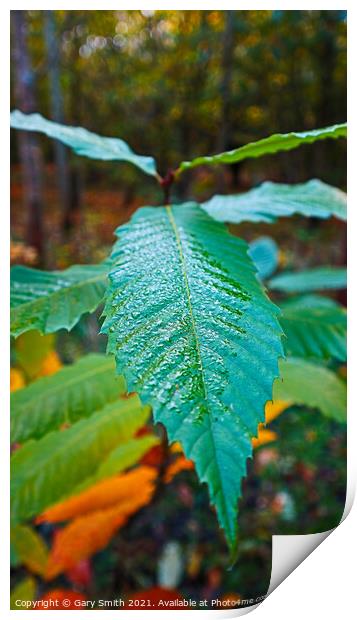 Dew on a Leaf Print by GJS Photography Artist