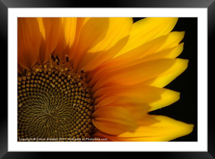 Sunflower Framed Mounted Print by Simon Gladwin