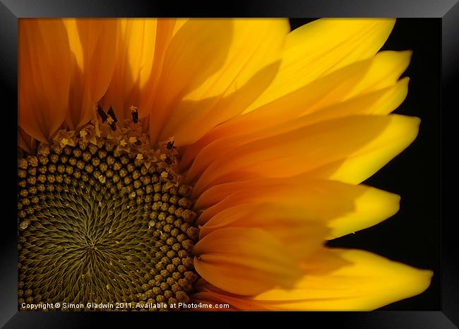 Sunflower Framed Print by Simon Gladwin