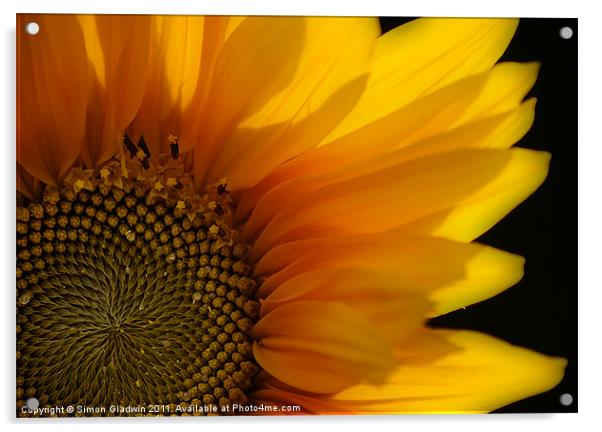 Sunflower Acrylic by Simon Gladwin