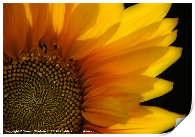 Sunflower Print by Simon Gladwin