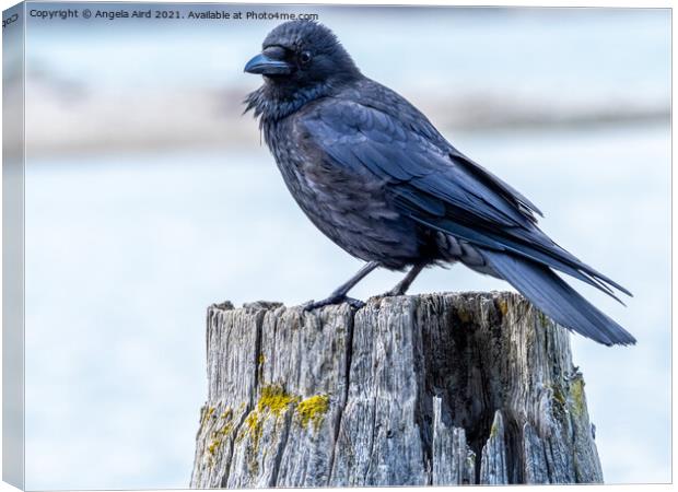  Crow. Canvas Print by Angela Aird