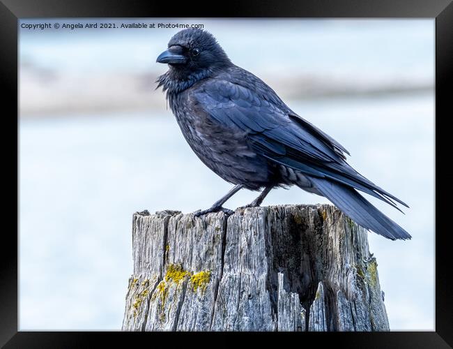  Crow. Framed Print by Angela Aird