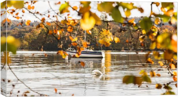 Swan captured through the turning leaves Canvas Print by Jason Wells