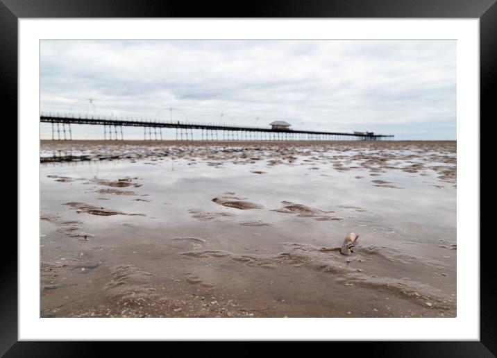Razor clam shell in front of Southport Pier Framed Mounted Print by Jason Wells