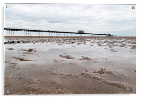 Razor clam shell in front of Southport Pier Acrylic by Jason Wells