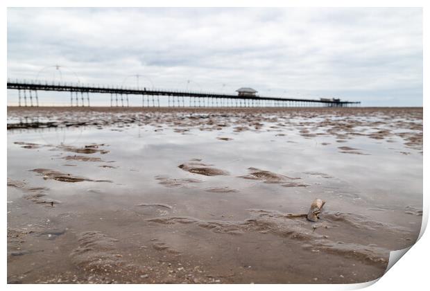 Razor clam shell in front of Southport Pier Print by Jason Wells