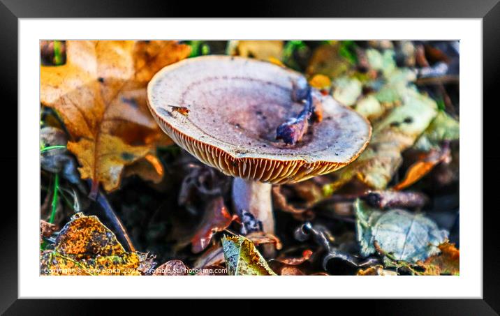 Bug on Fungi in the Woods Framed Mounted Print by GJS Photography Artist