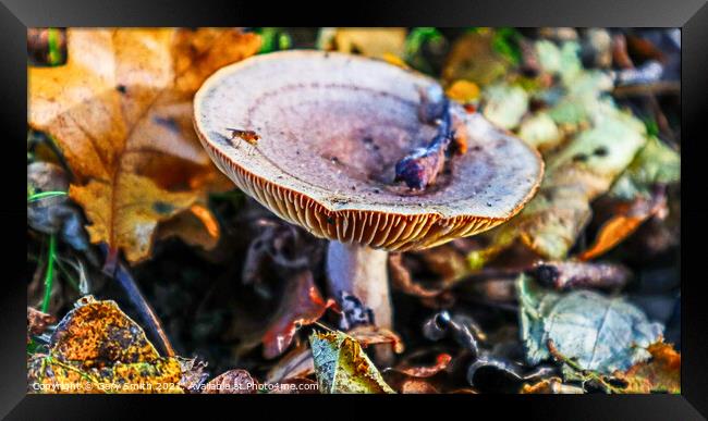 Bug on Fungi in the Woods Framed Print by GJS Photography Artist