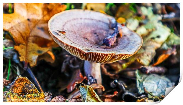 Bug on Fungi in the Woods Print by GJS Photography Artist