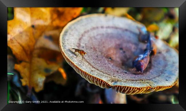 Bug on Colourful Fungi Framed Print by GJS Photography Artist