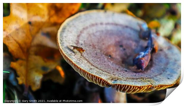 Bug on Colourful Fungi Print by GJS Photography Artist