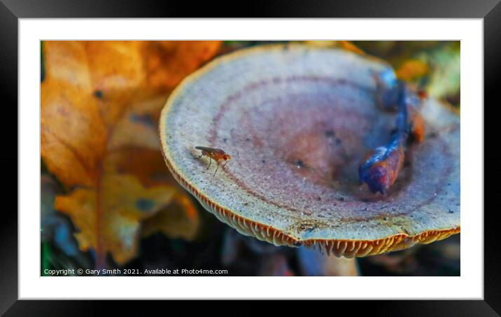 Bug on a Fungi in a Wood Framed Mounted Print by GJS Photography Artist