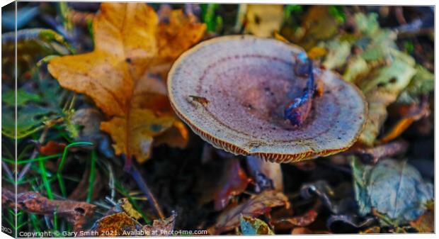 Bug on a Fungi in a Wood in Leaves Canvas Print by GJS Photography Artist