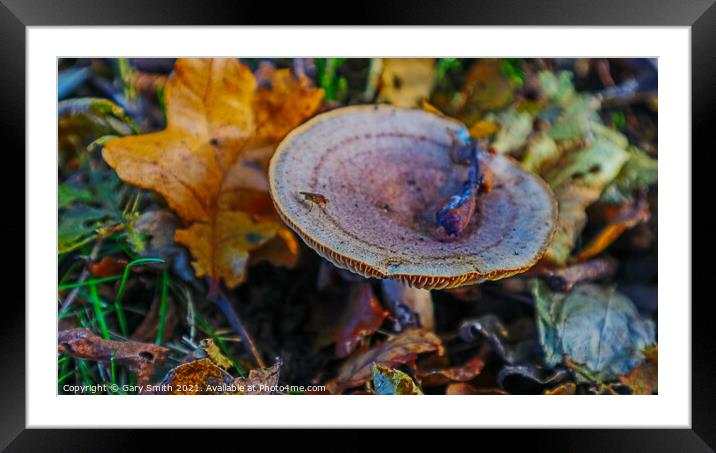 Bug on a Fungi in a Wood in Leaves Framed Mounted Print by GJS Photography Artist