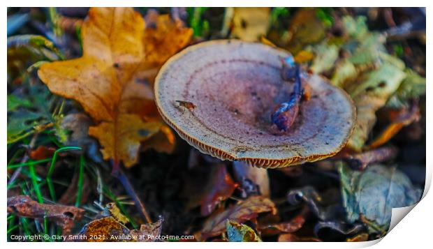 Bug on a Fungi in a Wood in Leaves Print by GJS Photography Artist