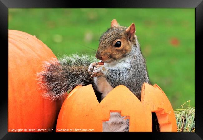 Grey Squirrel sitting in a carved pumpkin  Framed Print by Helkoryo Photography