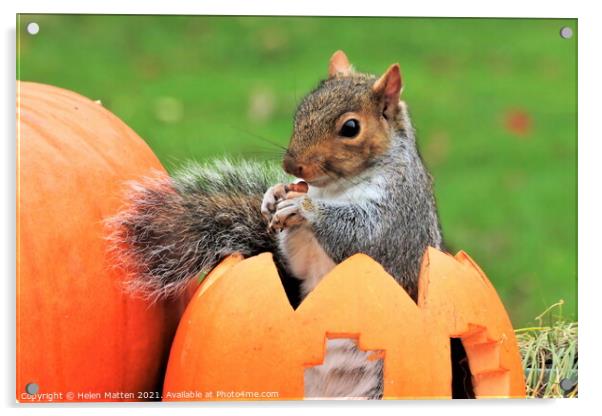 Grey Squirrel sitting in a carved pumpkin  Acrylic by Helkoryo Photography