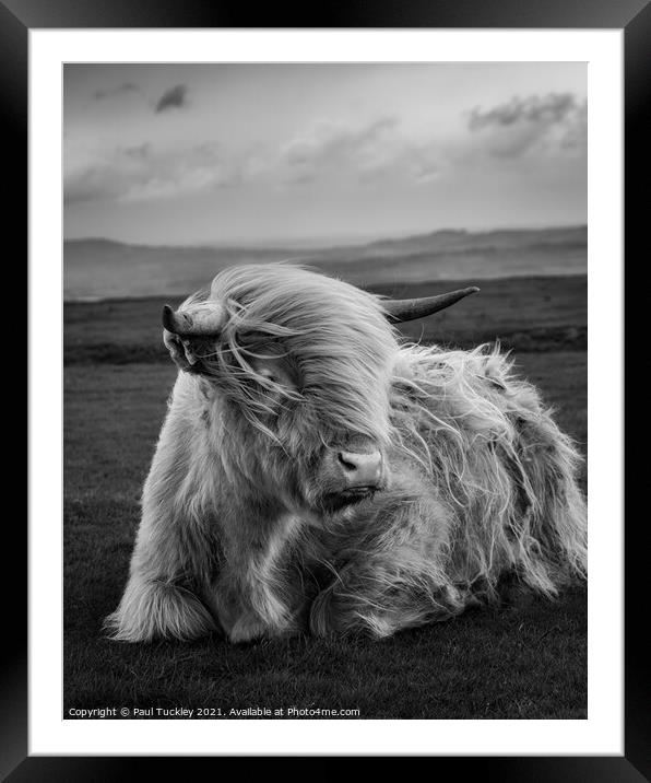 Highland Cow  Framed Mounted Print by Paul Tuckley