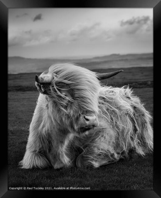 Highland Cow  Framed Print by Paul Tuckley