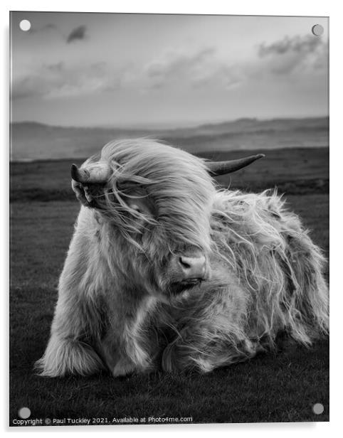 Highland Cow  Acrylic by Paul Tuckley