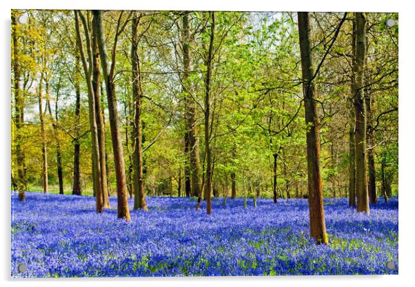 Bluebell Woods Greys Court Oxfordshire England UK Acrylic by Andy Evans Photos