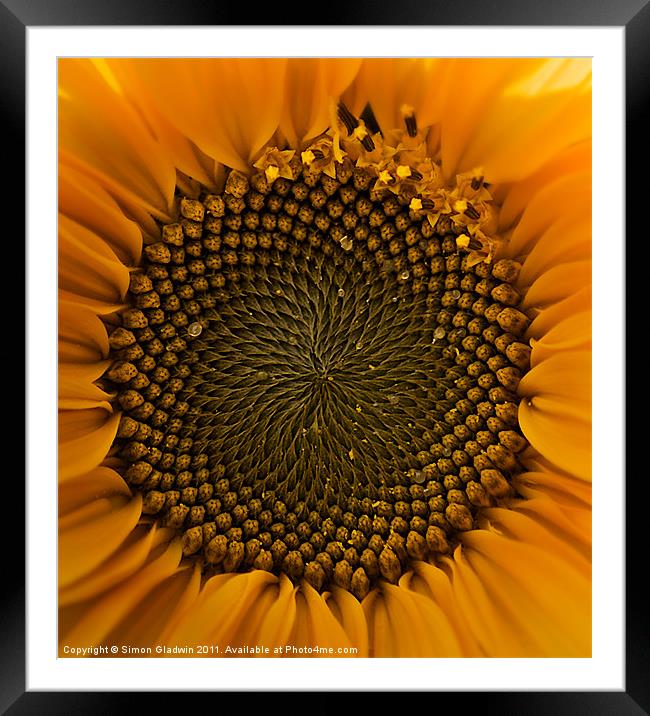 Sunflower Eye Framed Mounted Print by Simon Gladwin