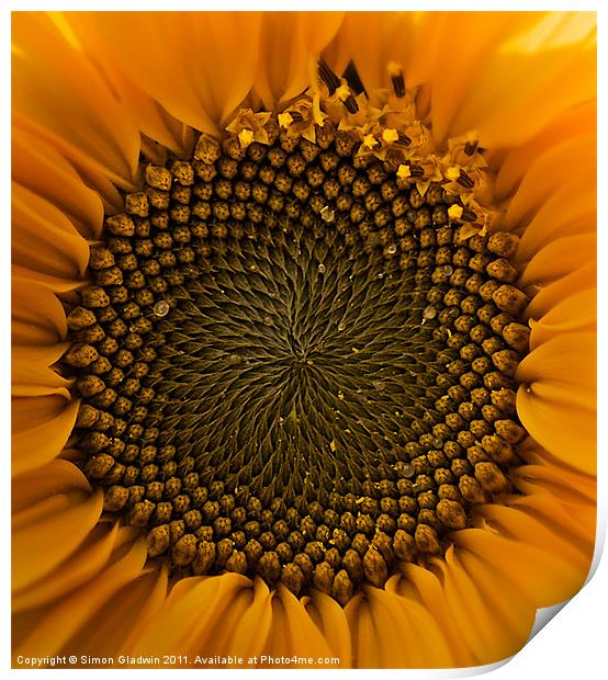 Sunflower Eye Print by Simon Gladwin
