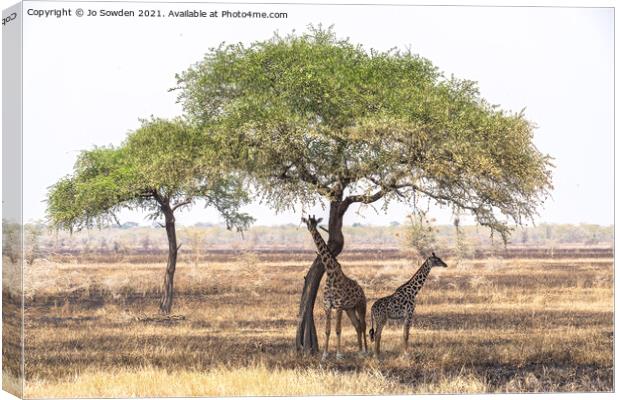 Giraffes shading under a tree in the Serengeti Canvas Print by Jo Sowden