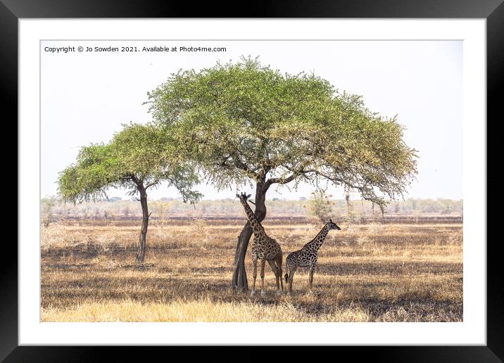 Giraffes shading under a tree in the Serengeti Framed Mounted Print by Jo Sowden
