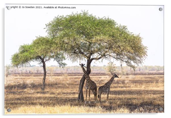 Giraffes shading under a tree in the Serengeti Acrylic by Jo Sowden