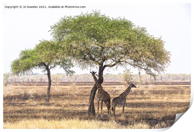 Giraffes shading under a tree in the Serengeti Print by Jo Sowden