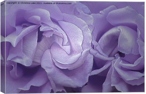 Silk Petals Canvas Print by Christine Lake