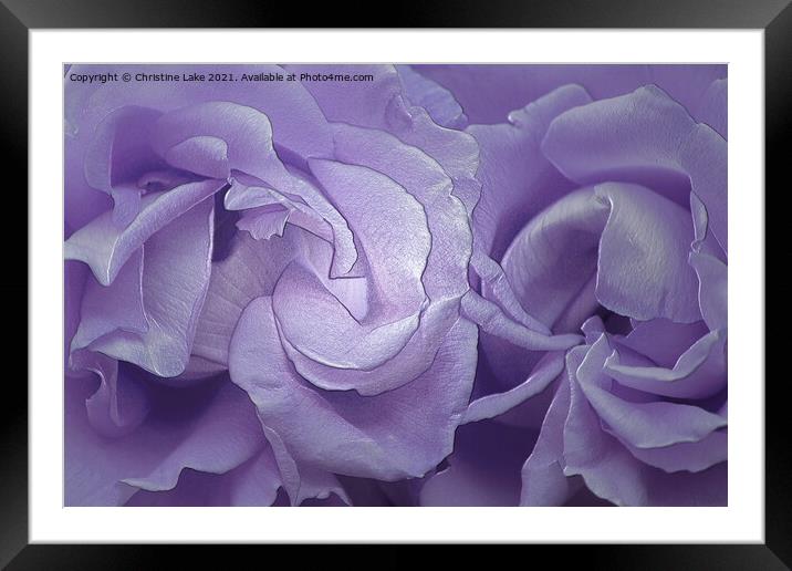 Silk Petals Framed Mounted Print by Christine Lake