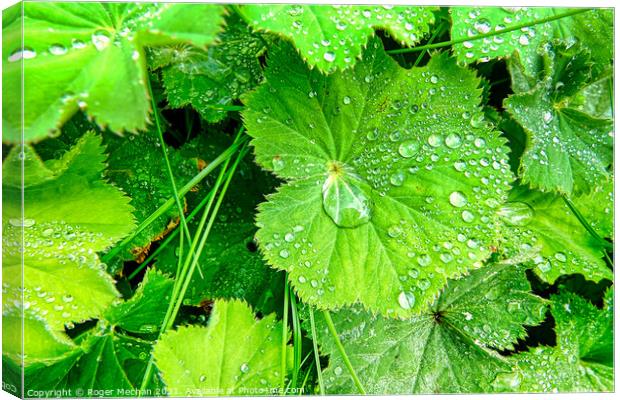 Rainy Leaves Canvas Print by Roger Mechan