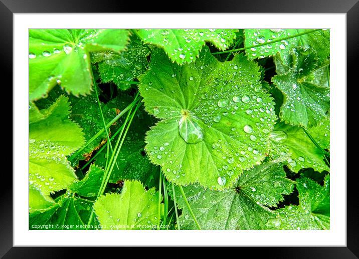 Rainy Leaves Framed Mounted Print by Roger Mechan