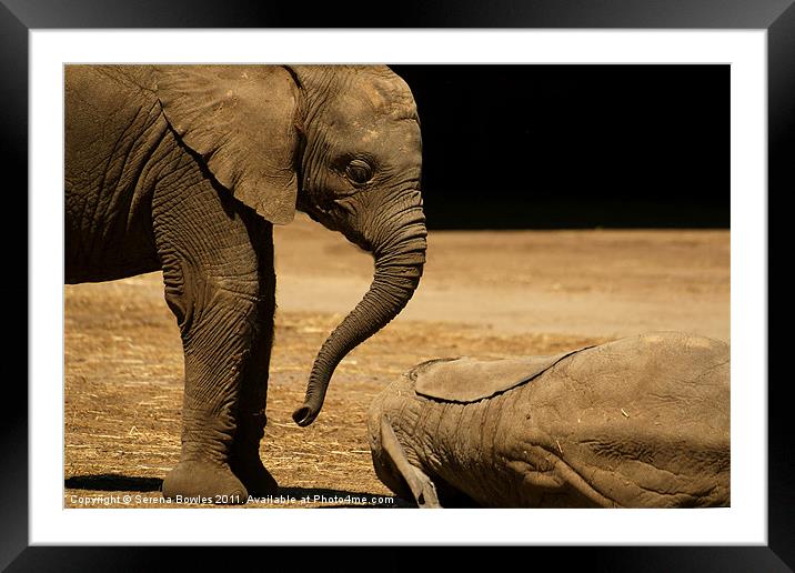 Play With Me Framed Mounted Print by Serena Bowles