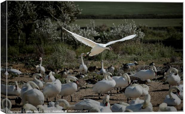  Mute Swan Landing Canvas Print by Philip Pound