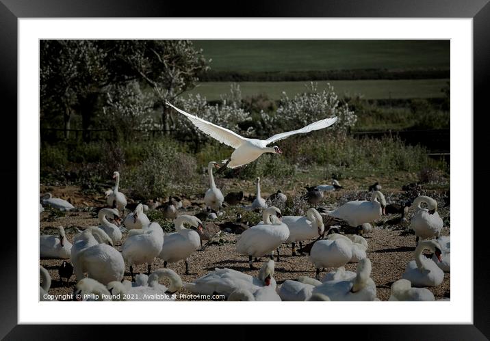 Mute Swan Landing Framed Mounted Print by Philip Pound