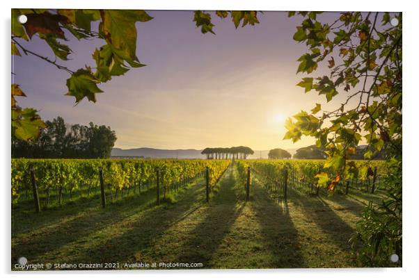Bolgheri vineyard and a pine trees at sunrise. Maremma, Tuscany, Acrylic by Stefano Orazzini