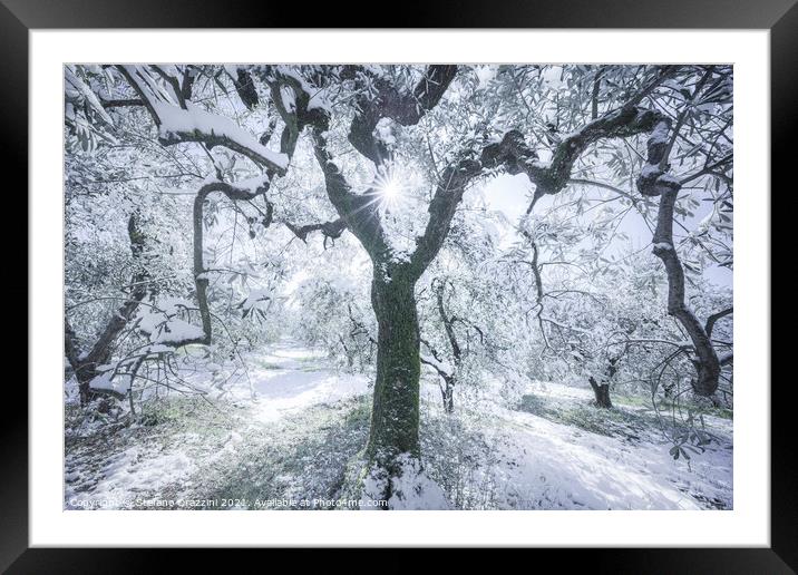 Snow in Tuscany, olive trees in the grove. Winter Landscape Framed Mounted Print by Stefano Orazzini