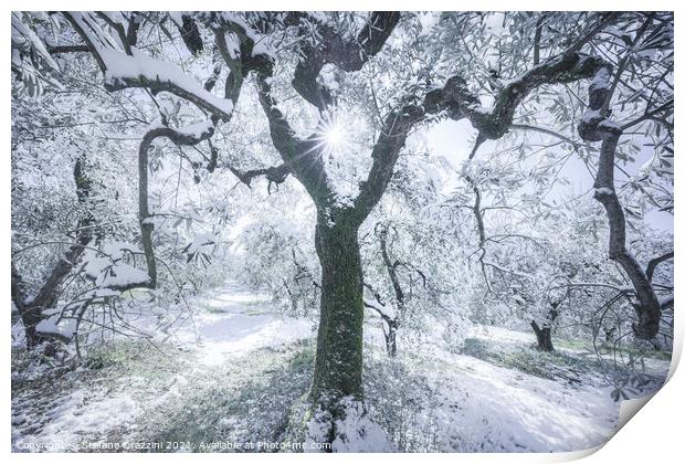 Snow in Tuscany, olive trees in the grove. Winter Landscape Print by Stefano Orazzini