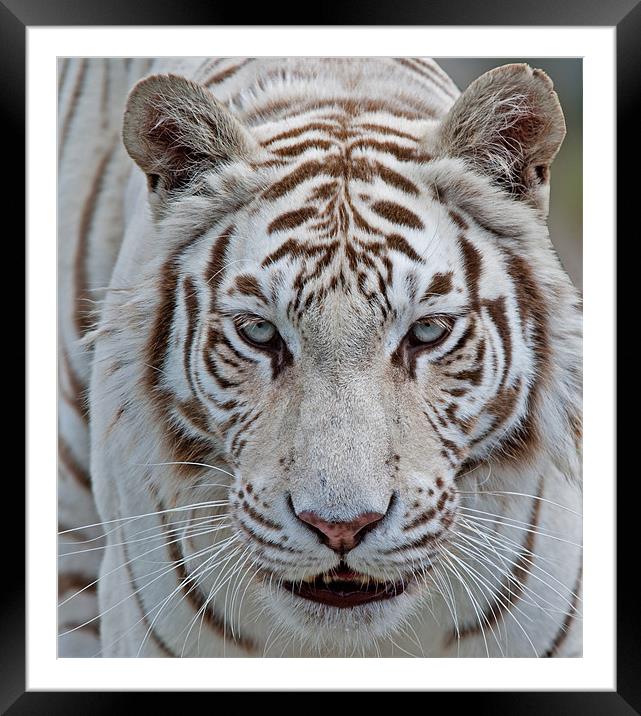 Tiger, Tiger Framed Mounted Print by CATSPAWS 