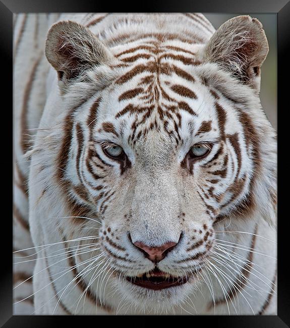 Tiger, Tiger Framed Print by CATSPAWS 