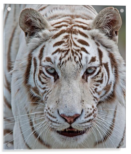 Tiger, Tiger Acrylic by CATSPAWS 
